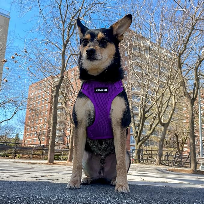 Voyager Step-in Pet Harness - All Weather Mesh, Adjustable Step in Harness for Cats and Dogs by Best Pet Supplies - Purple, XL