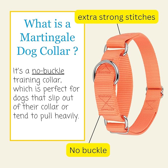 Country Brook Petz - Martingale Dog Collar - Heavy-Duty Training Collar with No Buckle - Service Dog Collar for All Pups - 10+ Warm Colors (Mango, 3/4 Inch, Small)