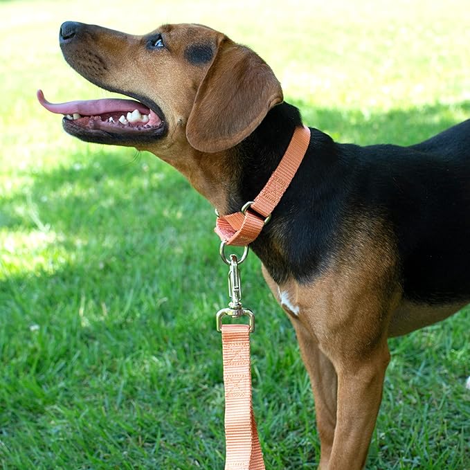 Country Brook Petz - Martingale Dog Collar - Heavy-Duty Training Collar with No Buckle - Service Dog Collar for All Pups - 10+ Warm Colors (Mango, 3/4 Inch, Small)