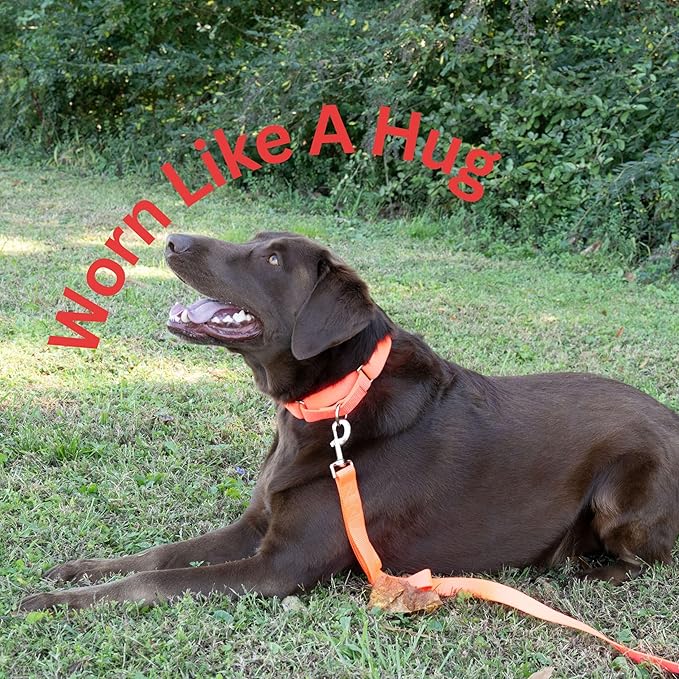 Country Brook Petz - Martingale Dog Collar - Heavy-Duty Training Collar with No Buckle - Service Dog Collar for All Pups - 10+ Warm Colors (Hot Orange, 5/8 Inch, Extra Small)