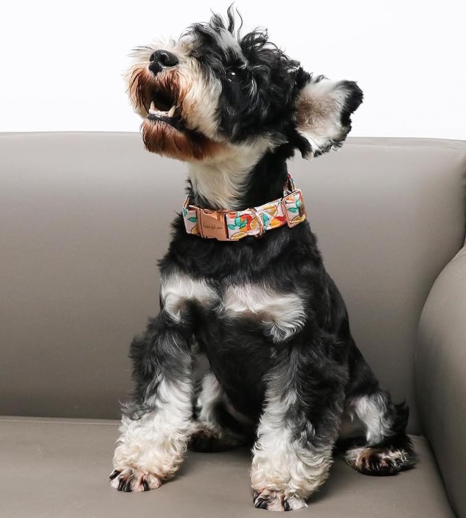 Unique style paws Dog Collar Metal Buckle Orange Collar Gift Durable Cute Collar for Small Medium Large Boys Girls Dogs