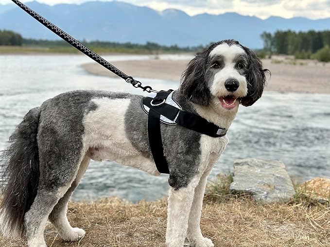 ShawnCo Essential Dog Harness, No-Pull Pet Vest with 3 Leash Clips, No Choke, Reflective, Adjustable and Padded, for Easy Walking and Training for Small, Medium and Large Dogs (Moonglow, XS)