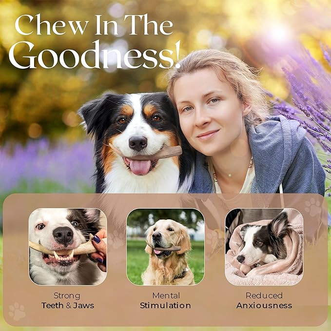 Premium White Tail Deer Antler Dog Chews, 100% All Natural, Naturally Shed Antlers, Select Cut to Size, Sanded Smooth, Dog Bones (1 Pack) (Medium)
