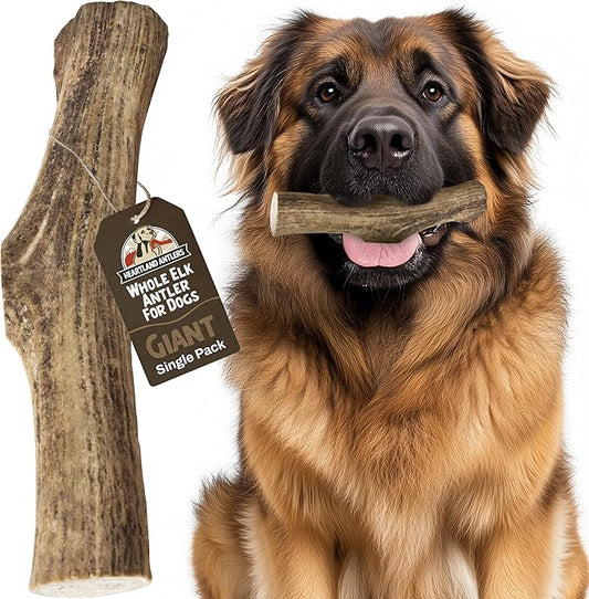 Heartland Elk Antlers for Dogs - Daily Dental Care Chews for Aggressive Chewers to Reduce Plaque & Prevent Destructive Behavior (Whole, Splinter Free, 9+", Giant, 1-Pack, Grade A, USA Made)