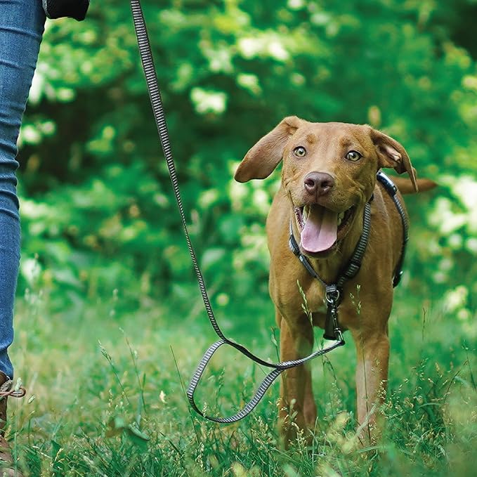 Blue-9 Reflective Buckle-Neck Balance Harness, Fully Customizable Fit No-Pull Harness with 3M Reflective Stitching, Ideal for Dog Training and Obedience, Made in The USA, Grey, Medium