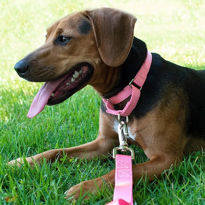Country Brook Petz - Martingale Dog Collar - Heavy-Duty Training Collar with No Buckle - Service Dog Collar for All Pups - 10+ Warm Colors (Pink, 1 Inch, Medium)