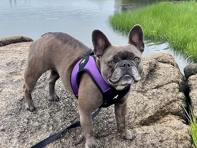 Gooby Escape Free Easy Fit Harness - Purple, Large - No Pull Step-in Patented Small Dog Harness with Quick Release Buckle - Perfect On The Go No Pull Harness for Small Dogs or Medium Dog Harness