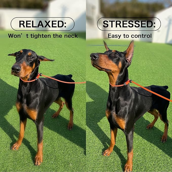 Howgo Dog Slip Lead Dog Leash, Training Leash, No-Pull Lightweight Slip Lead and Collar, Heavy Duty & Durable, Padded Handle, for All Breeds (Lavender, 5FT)