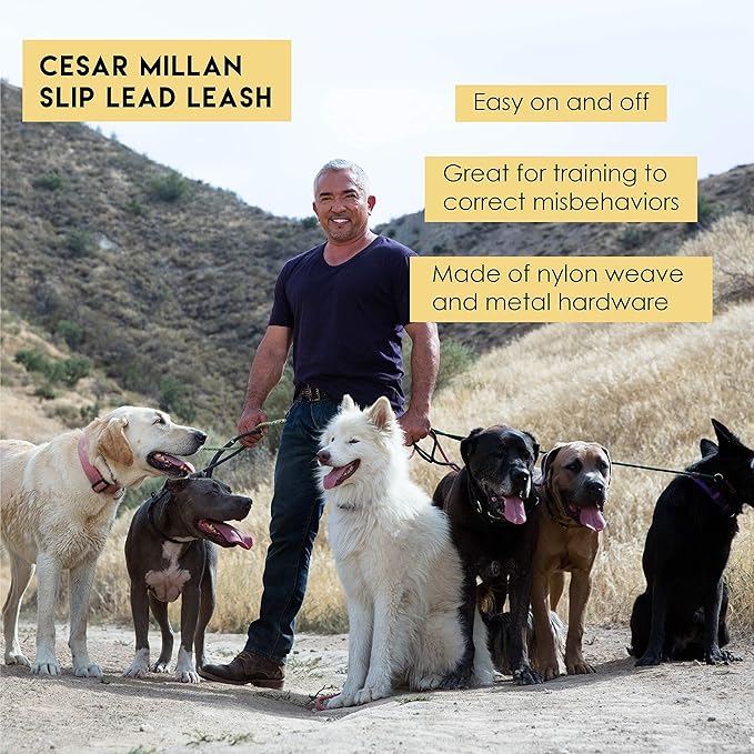 Cesar Millan Slip Lead Leash | Dog Leash | in Training Leash | (Regular, Black)
