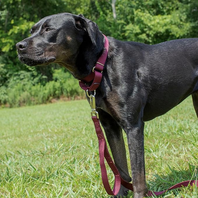 Country Brook Petz - Martingale Dog Collar - Heavy-Duty Training Collar with No Buckle - Service Dog Collar for All Pups - 10+ Warm Colors (Burgundy, 3/8 Inch, 2XS)