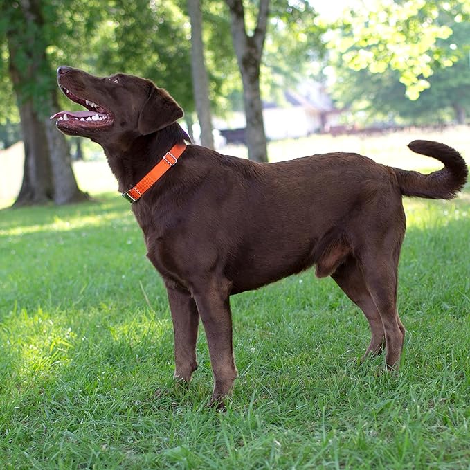 Country Brook Petz - Martingale Dog Collar - Heavy-Duty Training Collar with No Buckle - Service Dog Collar for All Pups - 10+ Warm Colors (Orange, 3/8 Inch, 2XS)