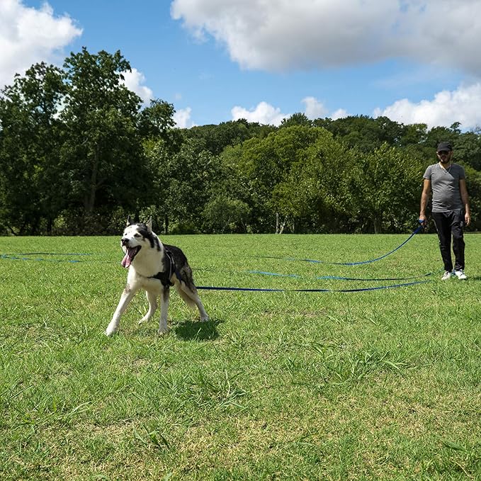 Hi Kiss Dog/Puppy Obedience Recall Training Agility Lead - 15ft 20ft 30ft 50ft 100ft Training Leash - Great for Training, Play, Camping, or Backyard Purple 50 Feet