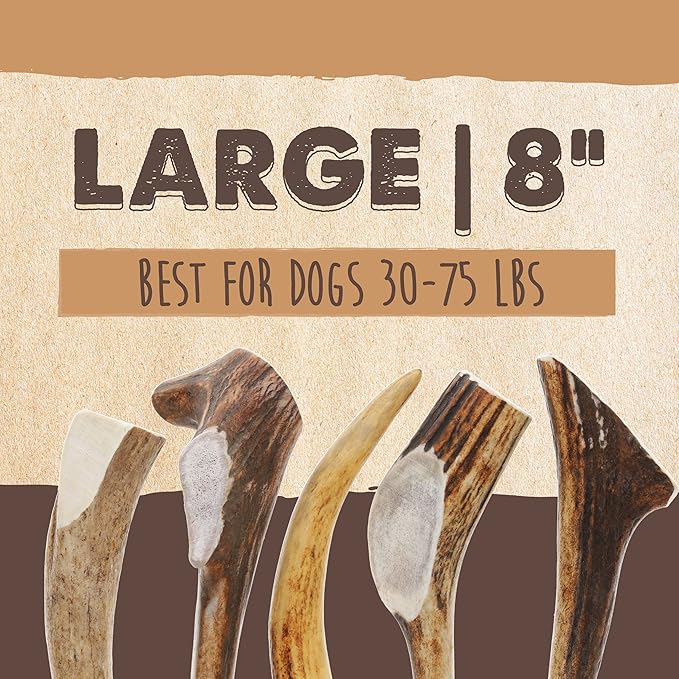 Mighty Paw Elk Antlers for Dogs | Large Size 8'' Premium Deer Antlers, Pets &Puppies. Long Lasting Aggressive Chewers. Dog Antler Chews for Large &XL Dog,1 Count (Pack of 1)