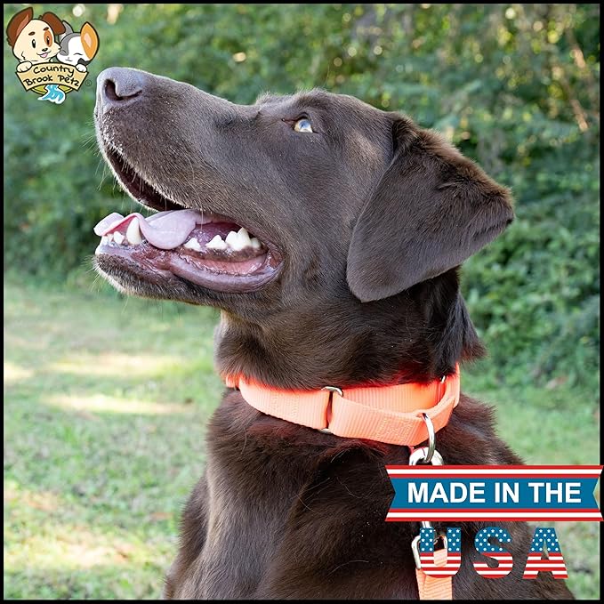 Country Brook Petz - Martingale Dog Collar - Heavy-Duty Training Collar with No Buckle - Service Dog Collar for All Pups - 10+ Warm Colors (Hot Orange, 1 Inch, Large)