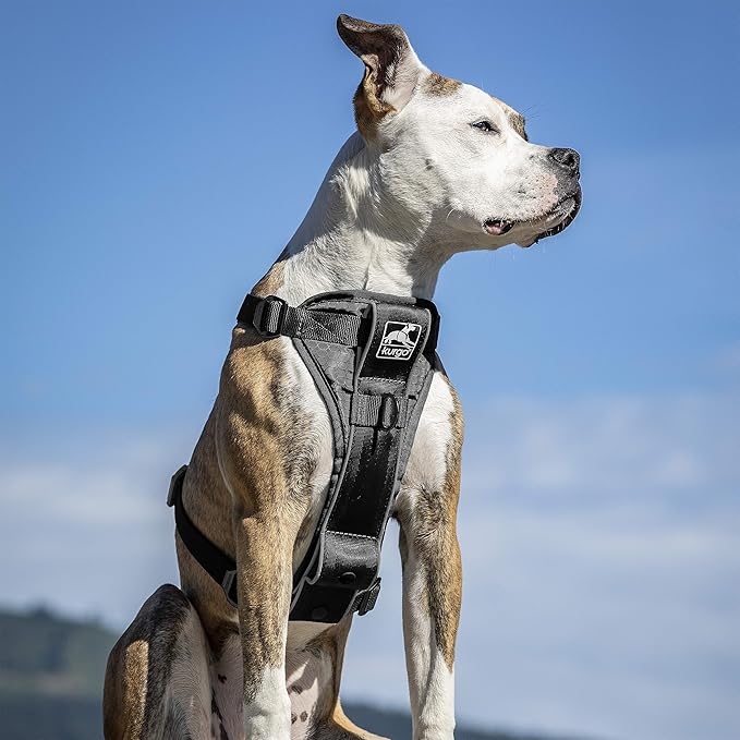 Kurgo Tru-Fit Smart Dog Walking Harness - Comfortable Fit - Adjustable Harness - Reflective Pet Wear - Quick Strap Release - Daily Walk Accessory - Includes Seat Belt Loop - Black - Medium